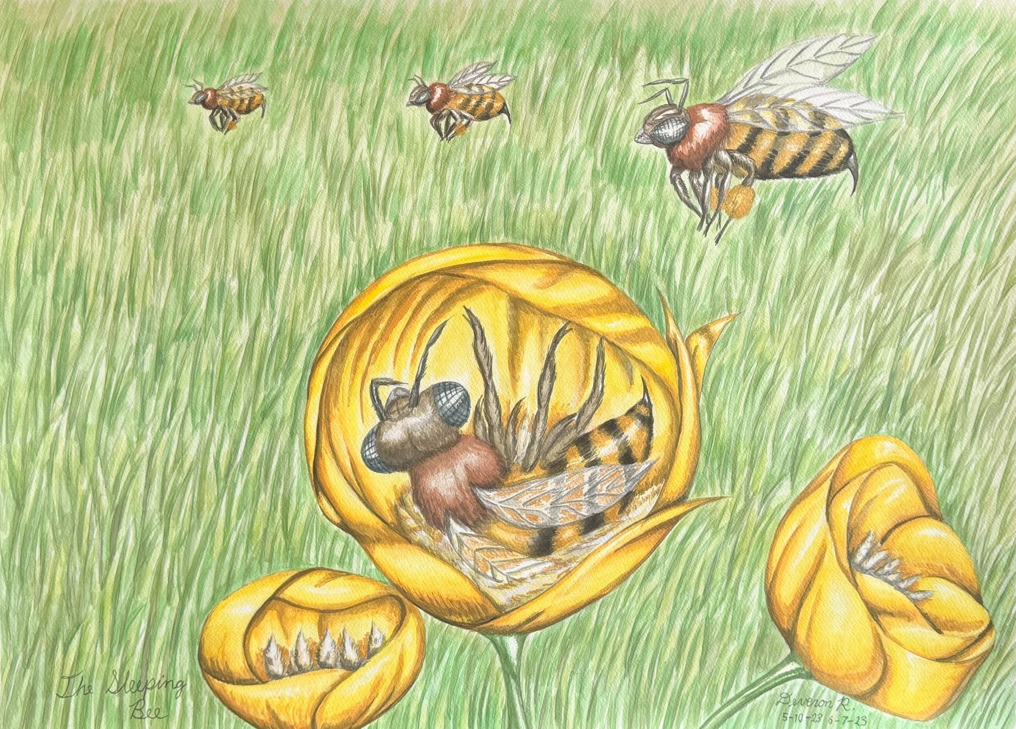 The Sleeping Beeby Deveron Richard